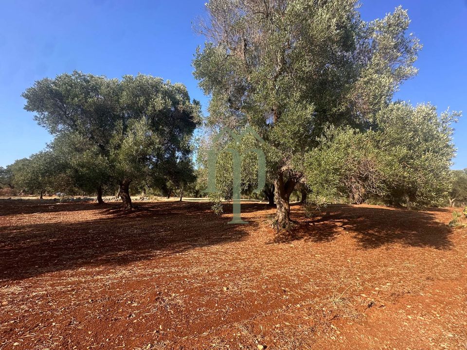 Tomt i Carovigno, Brindisi - bilde 5